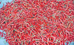 nandikoti_Chilli Cold Storage